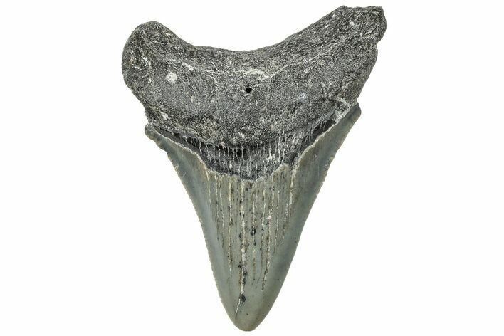 Juvenile Megalodon Tooth - North Carolina #308596